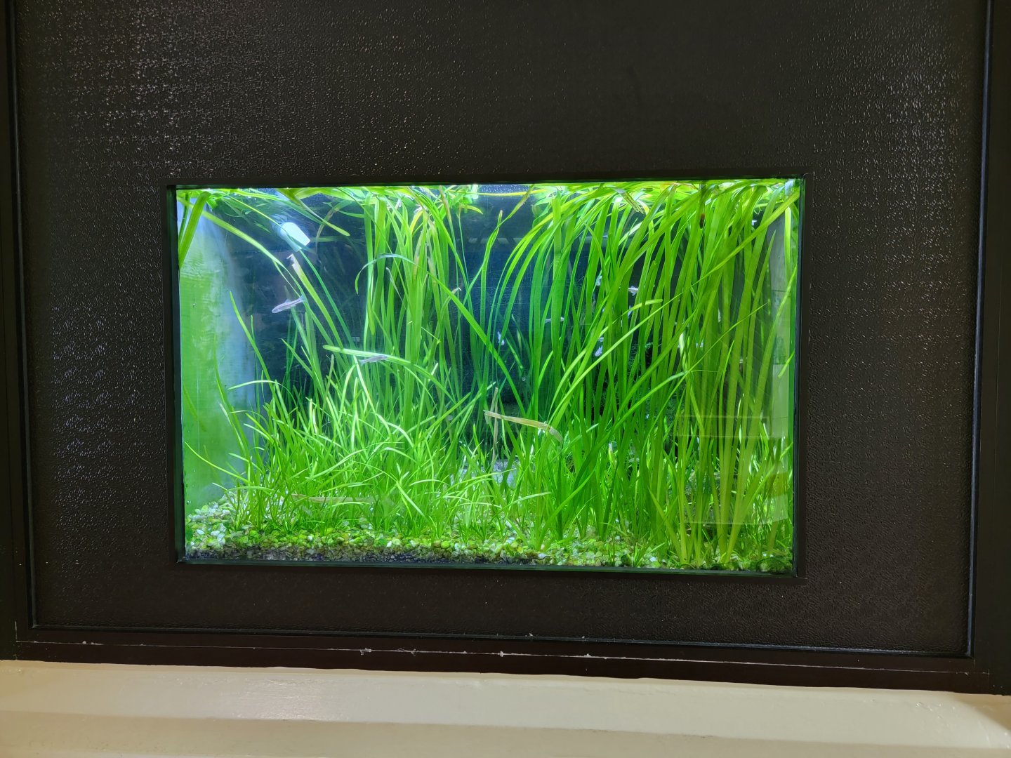 ZooAmerica - Florida gar