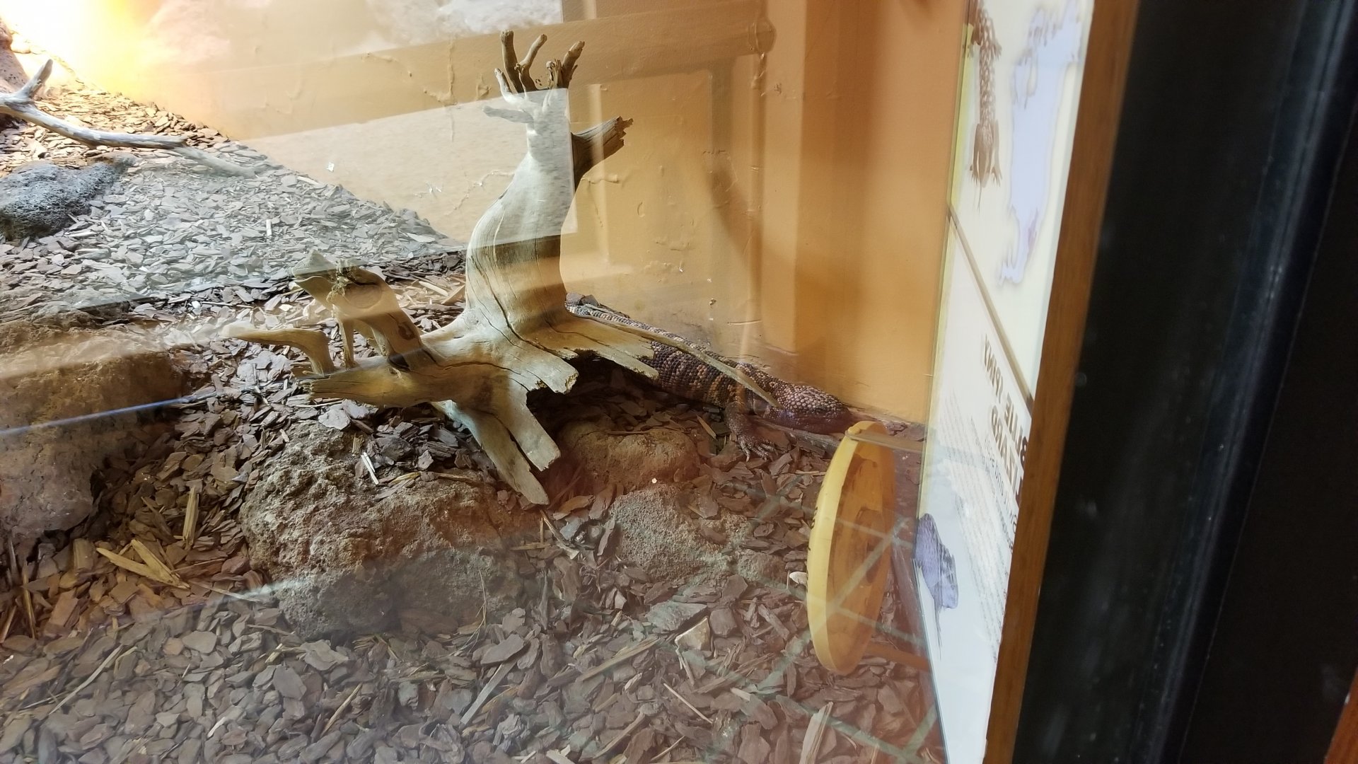 ZooAmerica - Gila Monster