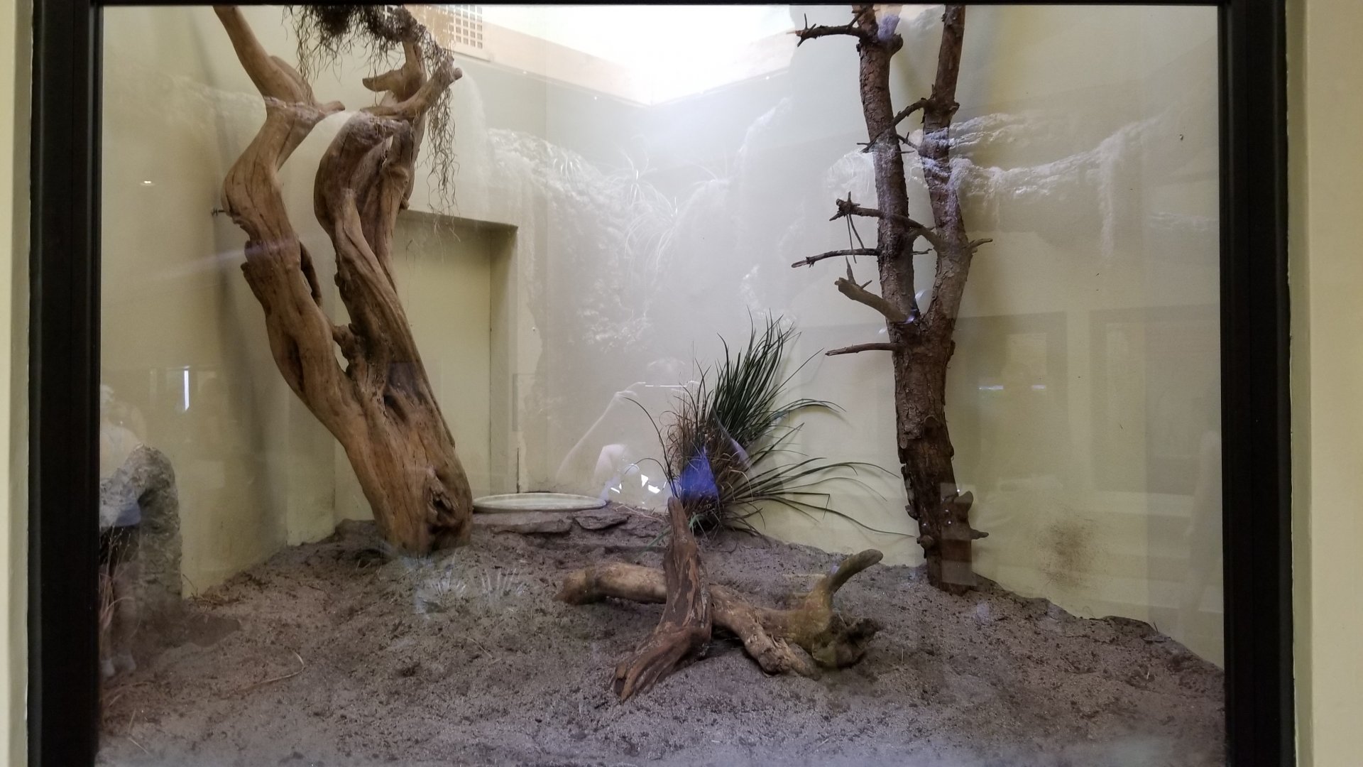 ZooAmerica - Gopher tortoise exhibit