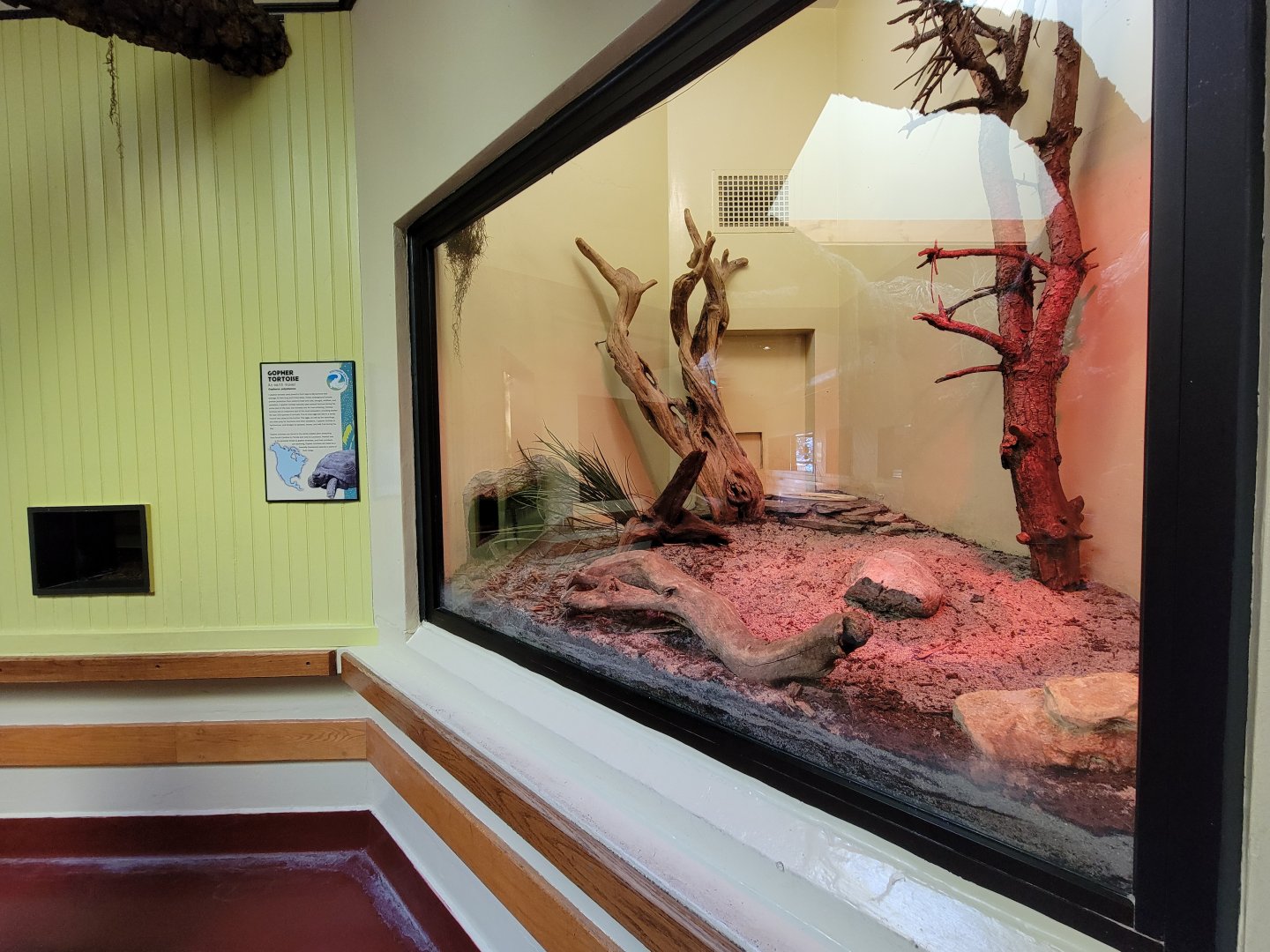 ZooAmerica - Gopher tortoise, including nest window