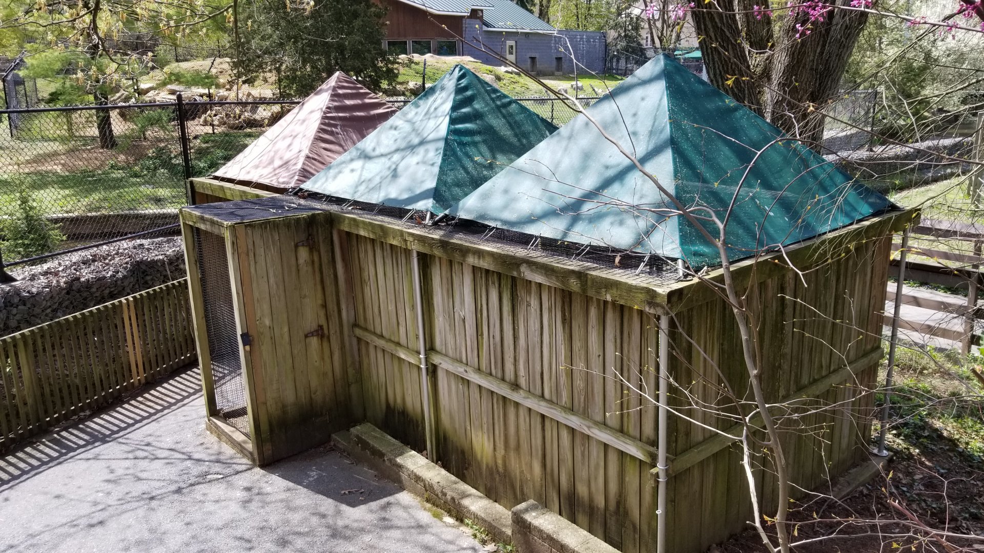 ZooAmerica - Long-eared owl