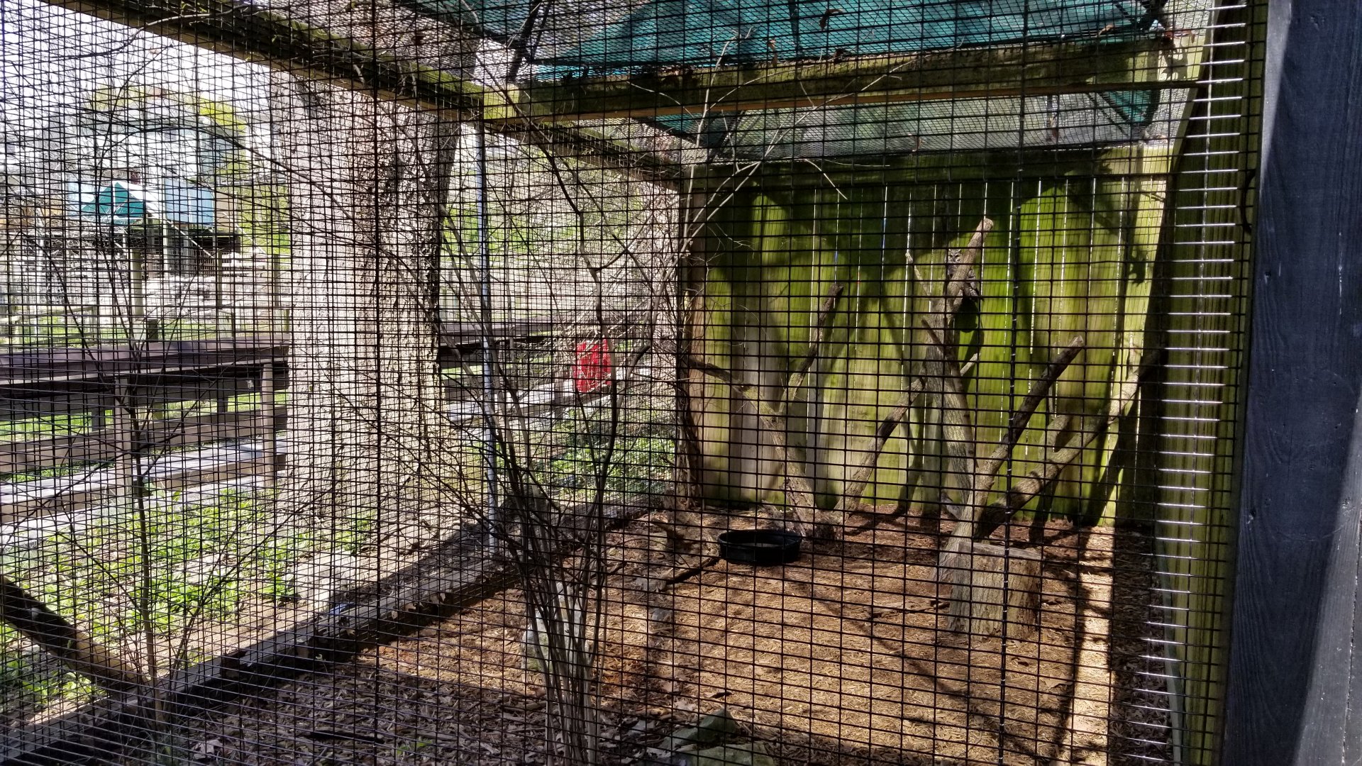 ZooAmerica - Long-eared owl