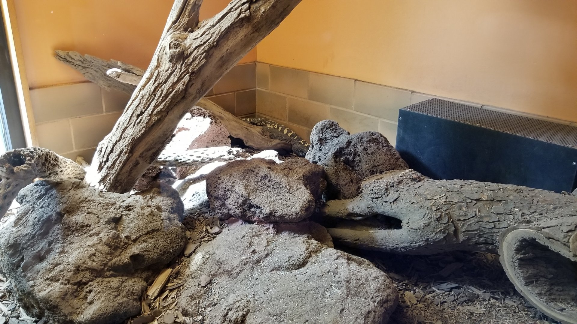 ZooAmerica - mexican beaded lizards