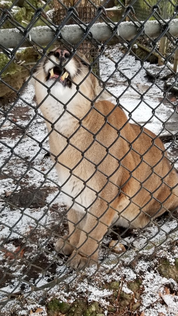 ZooAmerica - mountain lion female