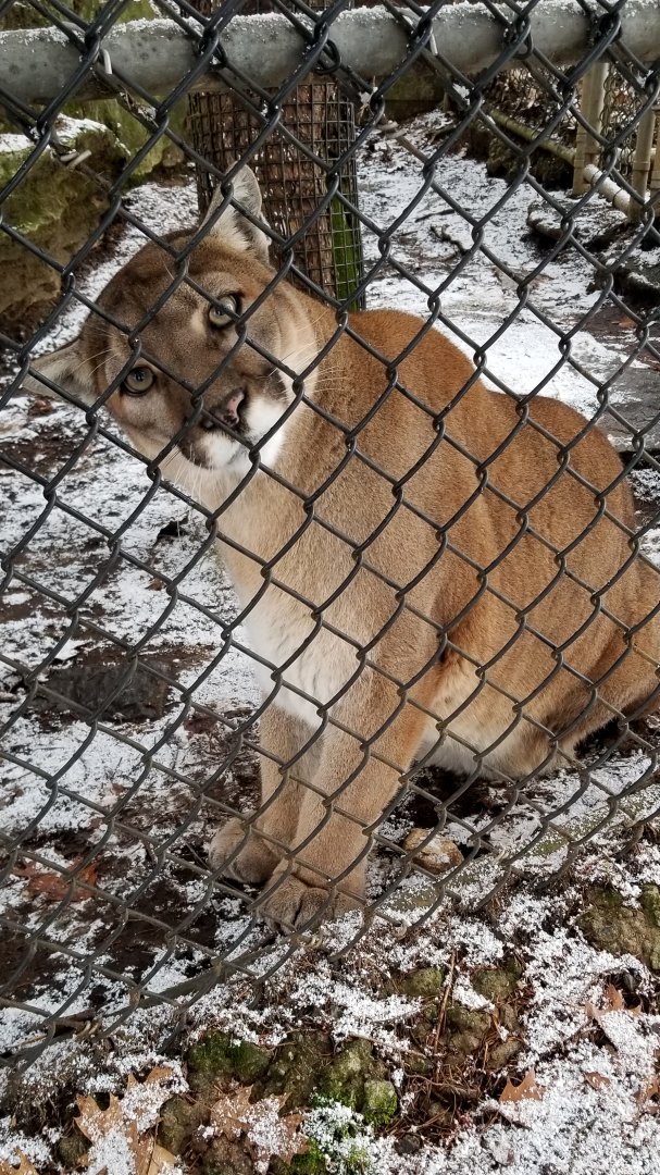 ZooAmerica - mountain lion female