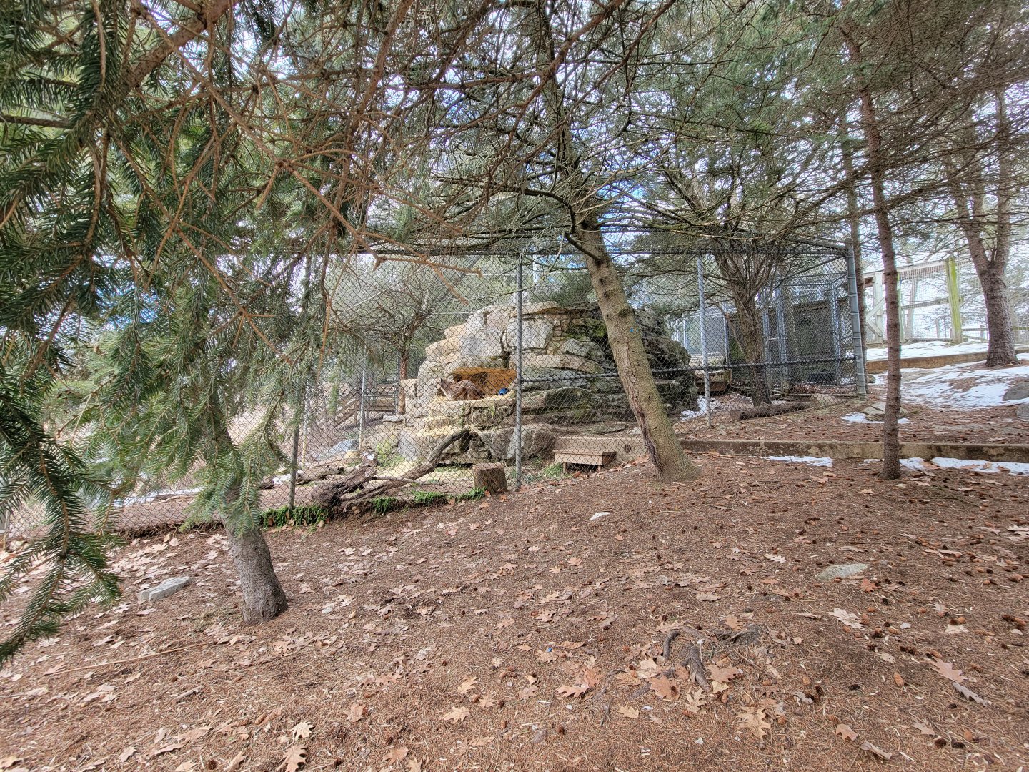 ZooAmerica - Mountain lion