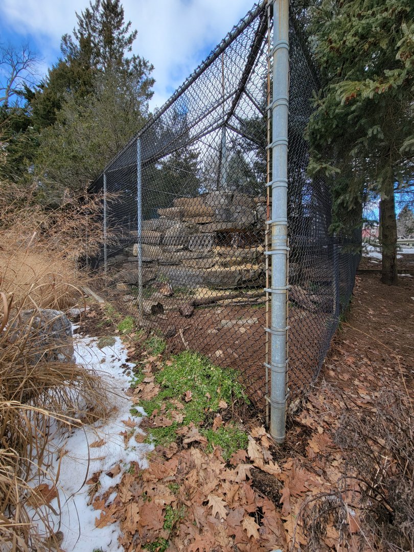 ZooAmerica - Mountain lion