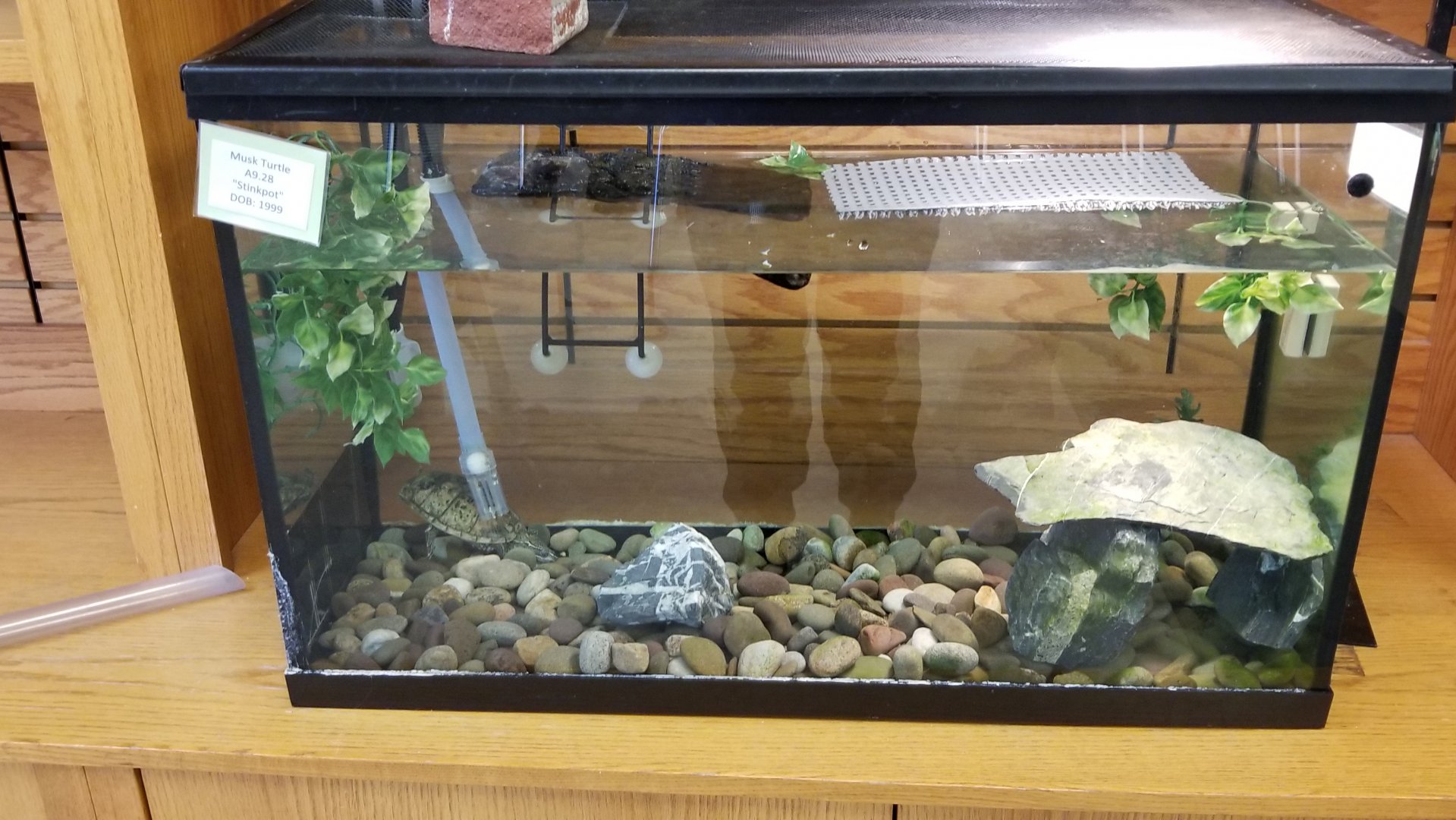 ZooAmerica - Musk Turtle, education building