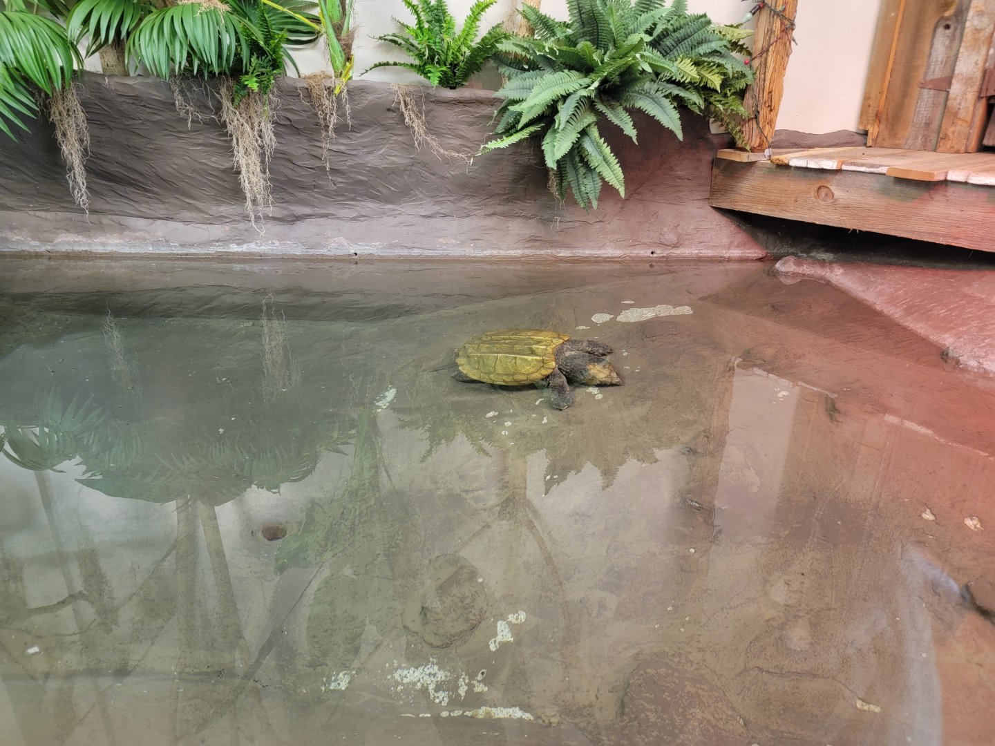 ZooAmerica - new alligator snapping turtle