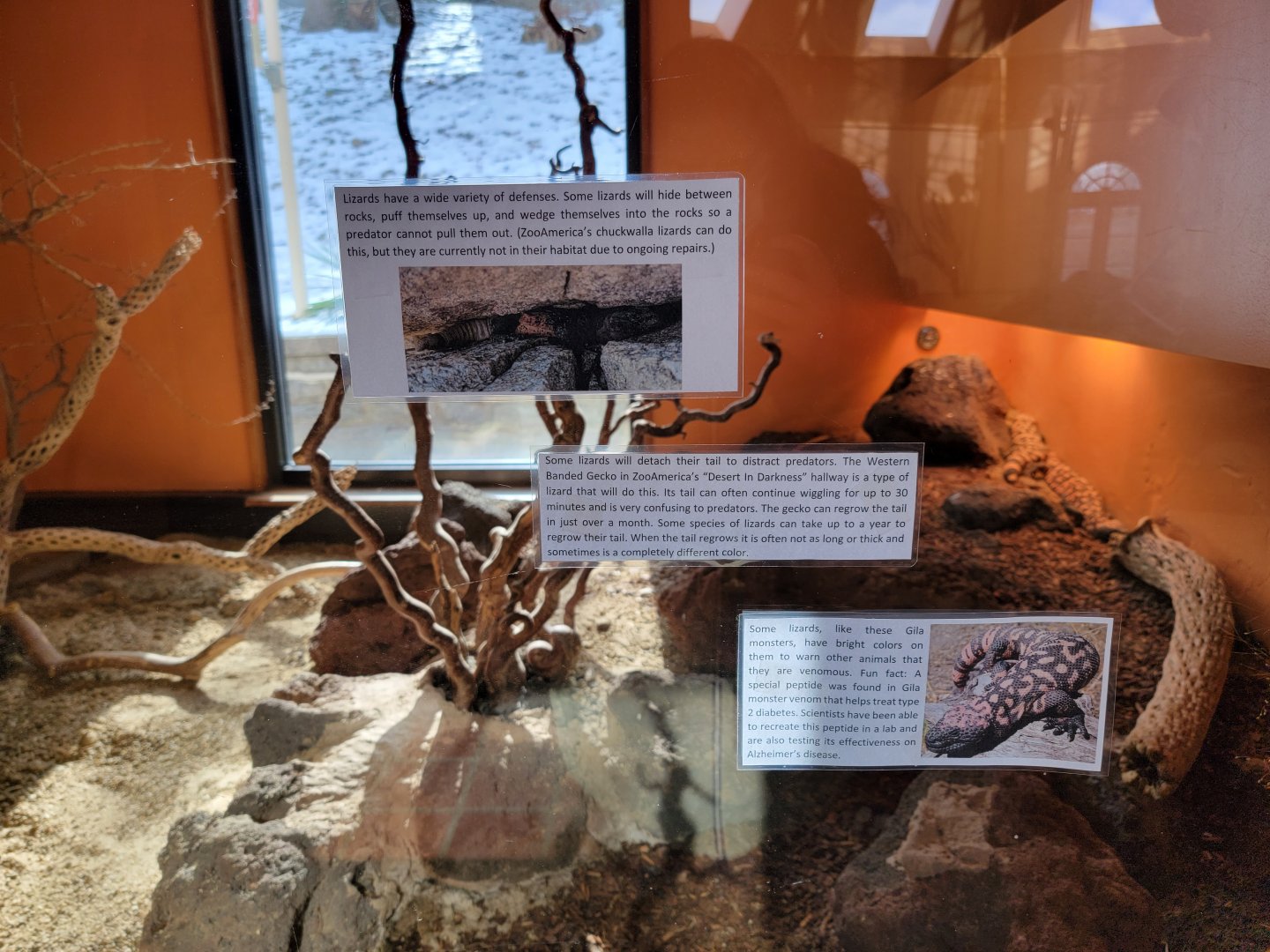 ZooAmerica - New signs on gila monster window