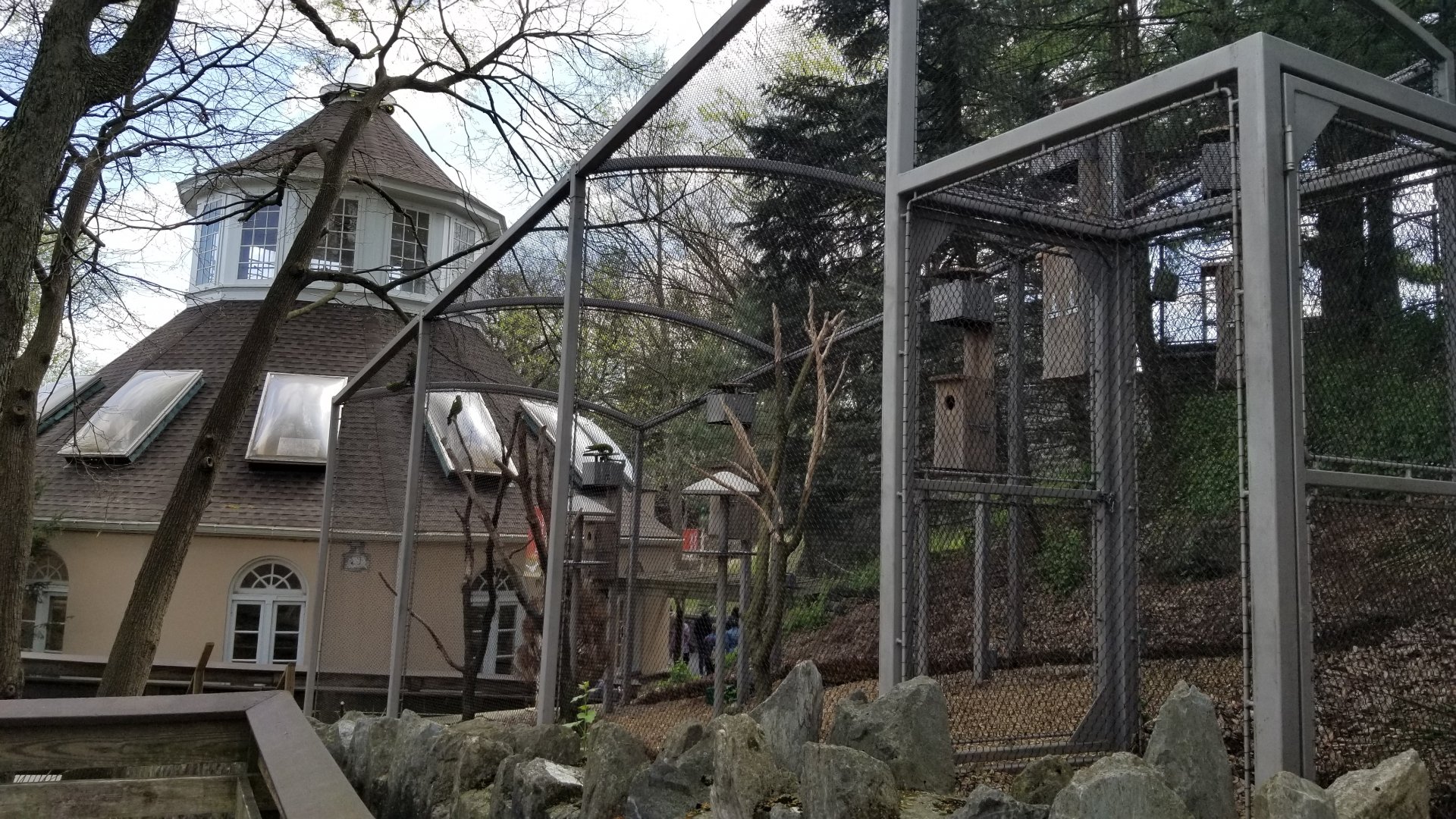 ZooAmerica - New Thick-billed Parrot exhibit