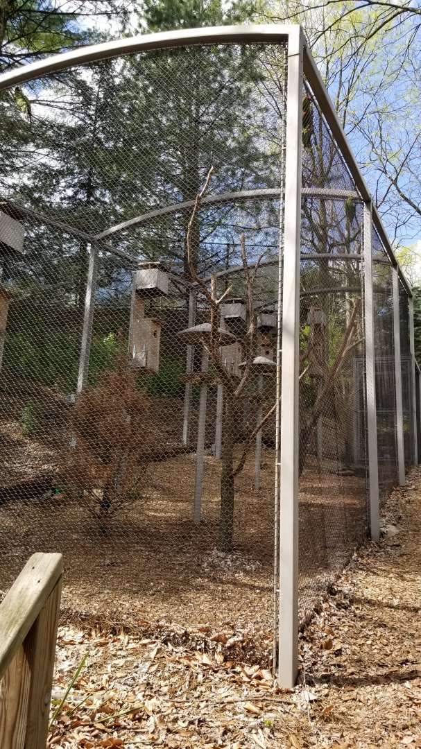 ZooAmerica - New Thick-billed Parrot exhibit