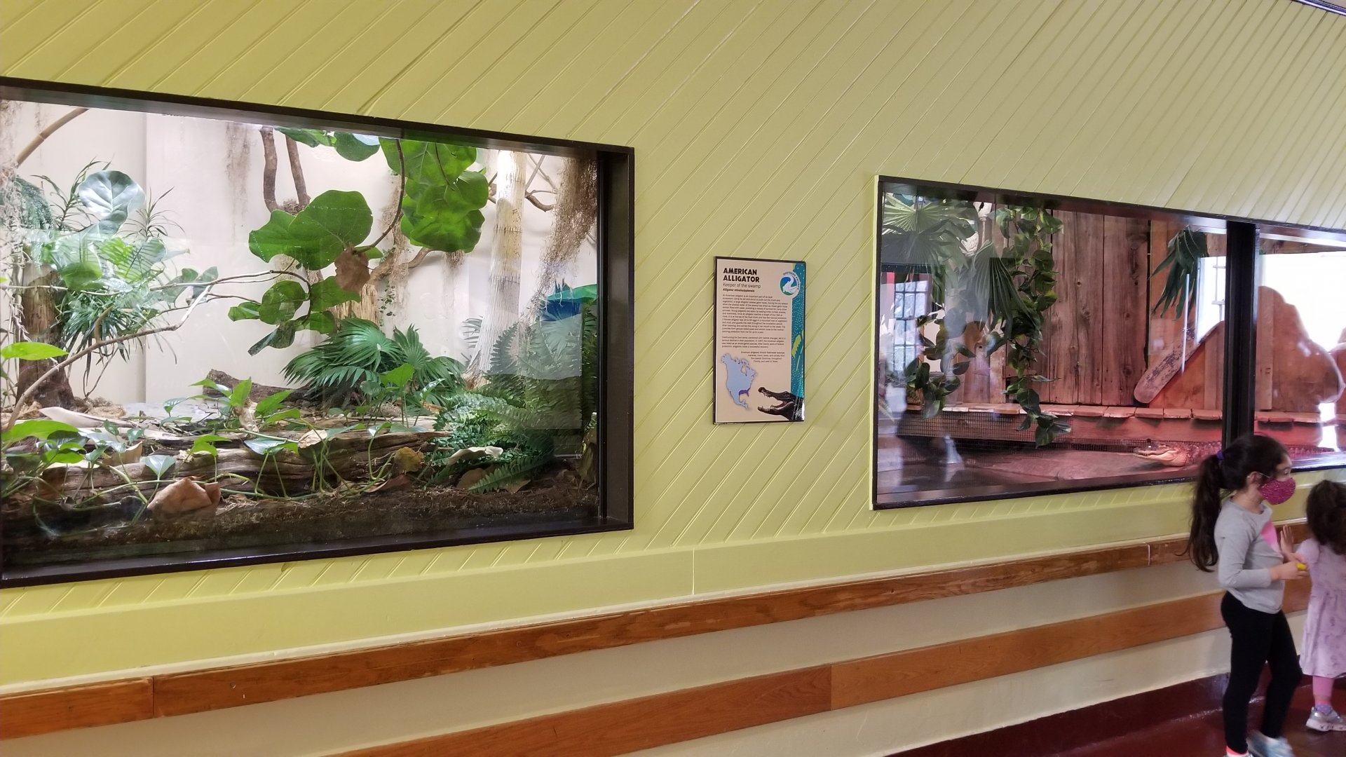 ZooAmerica - Newer alligator exhibit, replacing snapping turtle