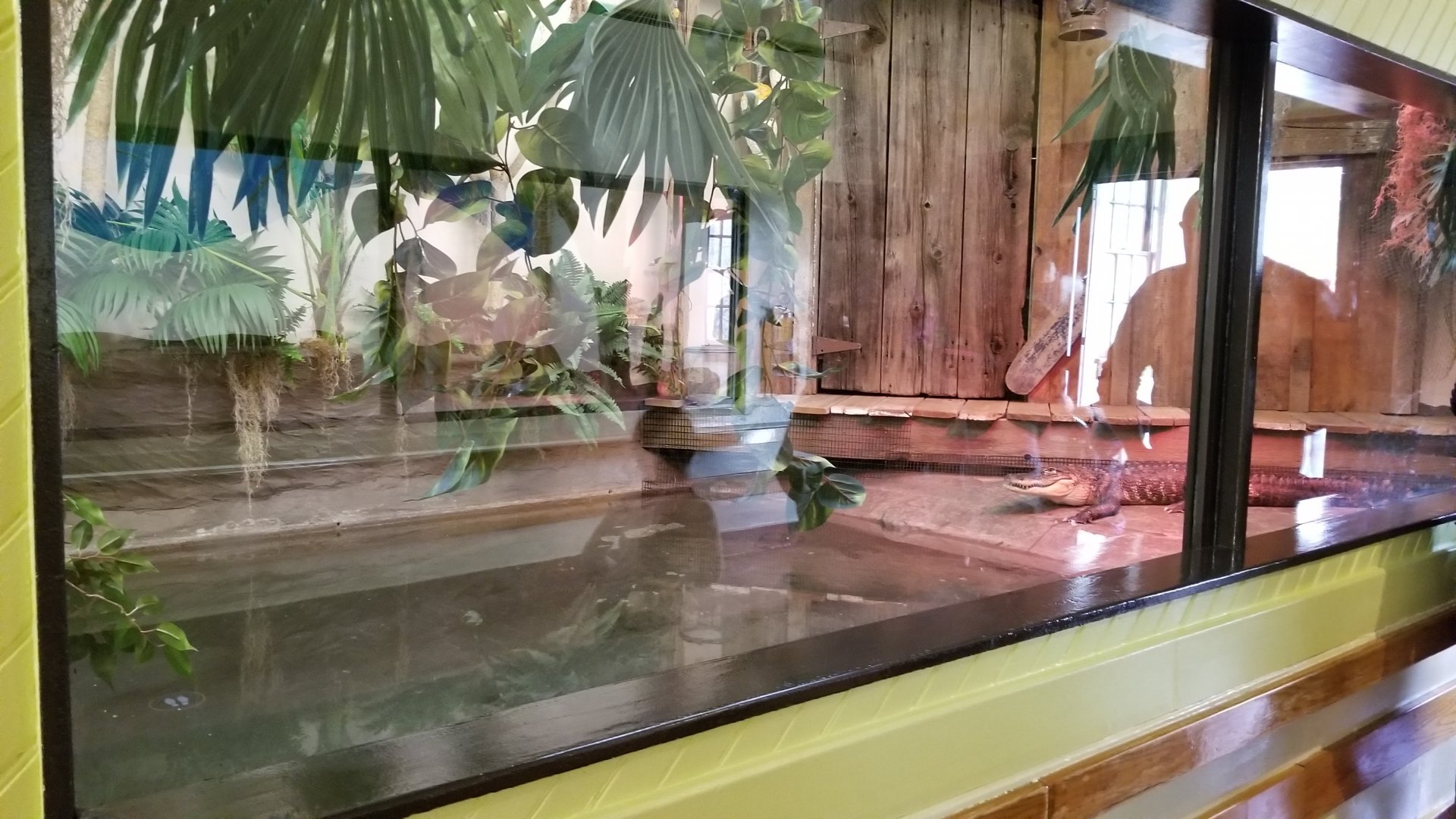ZooAmerica - Newer alligator exhibit, replacing snapping turtle