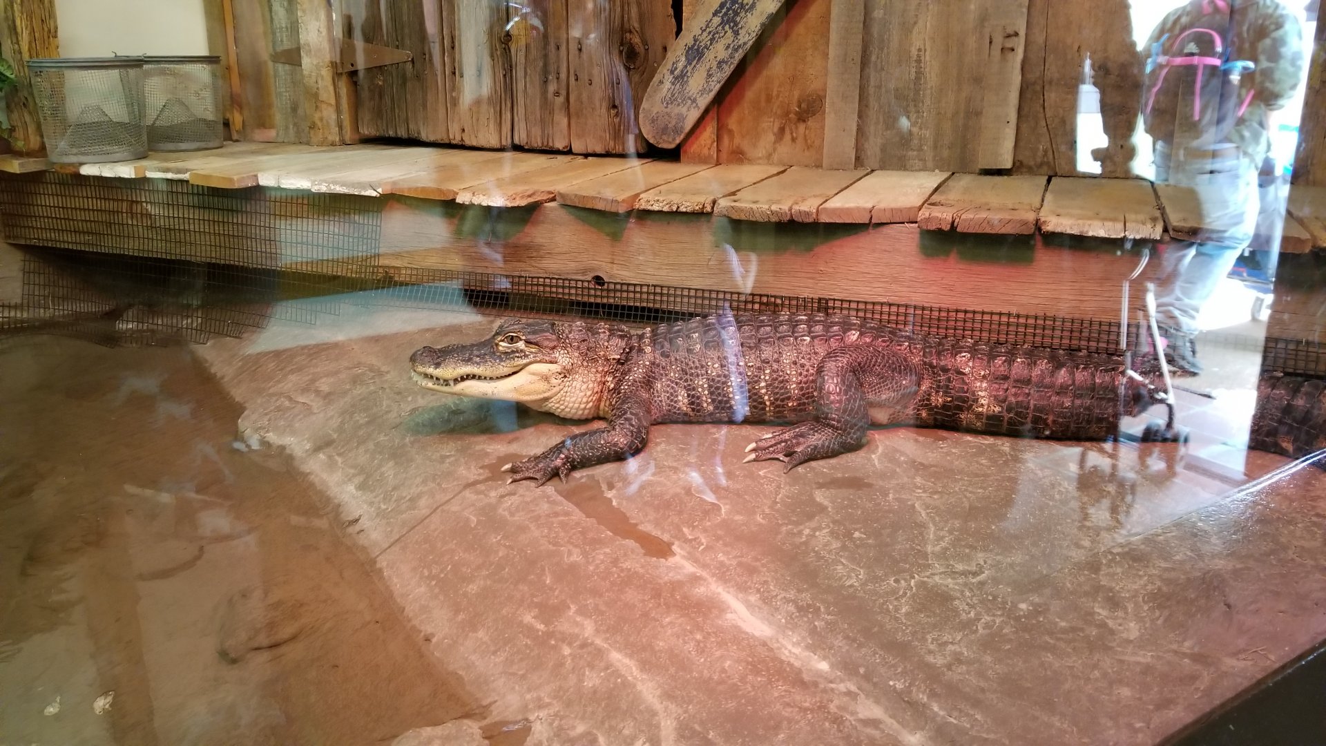 ZooAmerica - Newer alligator exhibit, replacing snapping turtle