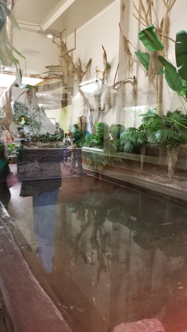 ZooAmerica - Newer alligator exhibit, replacing snapping turtle