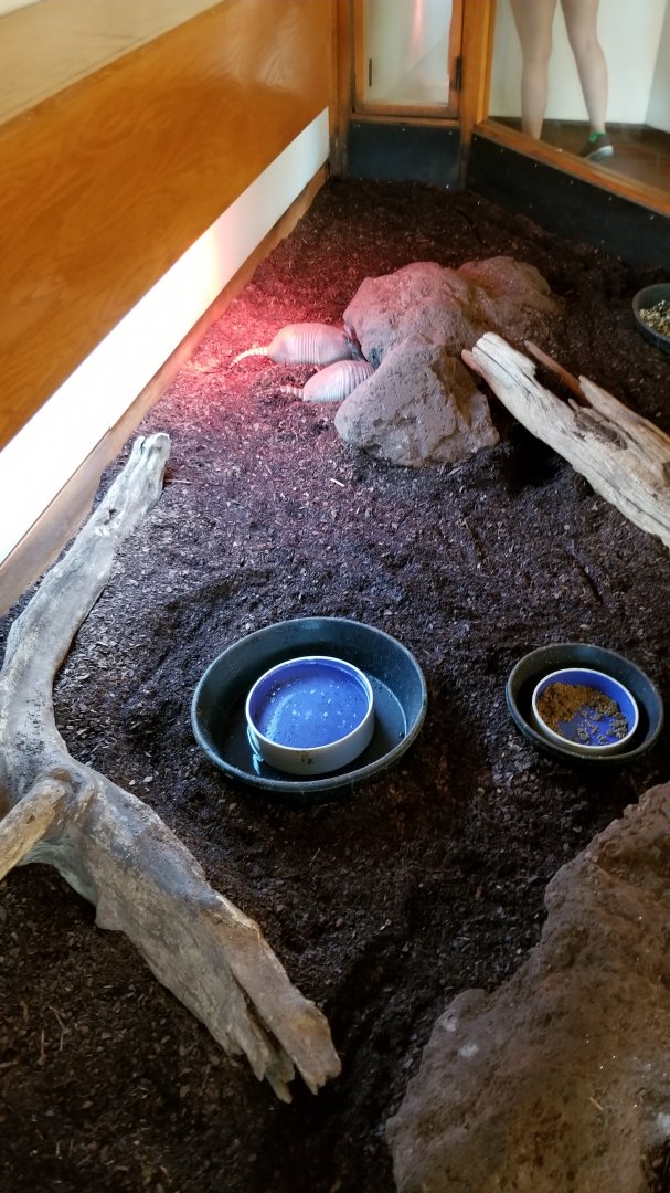 ZooAmerica - nine-banded armadillos