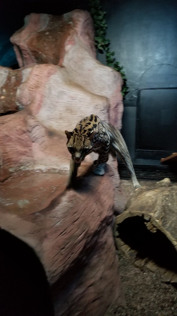 ZooAmerica - Ocelot