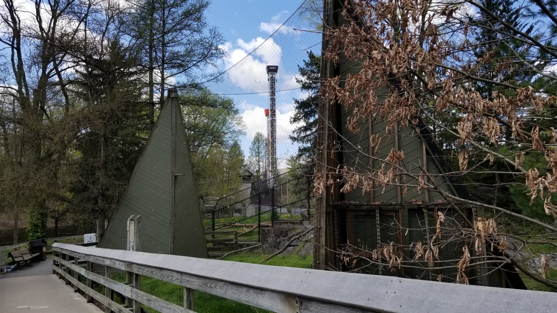 ZooAmerica - Peregrine falcon