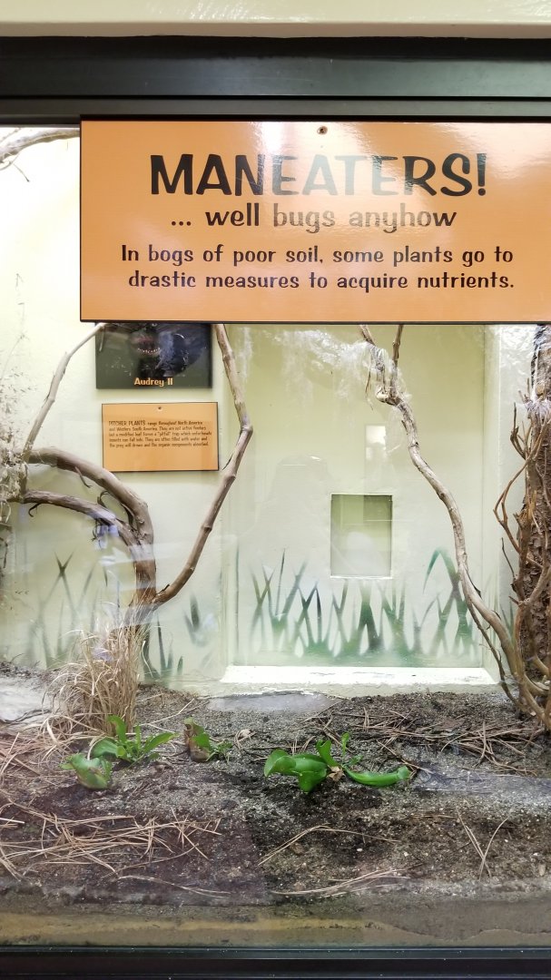 ZooAmerica - pitcher plants