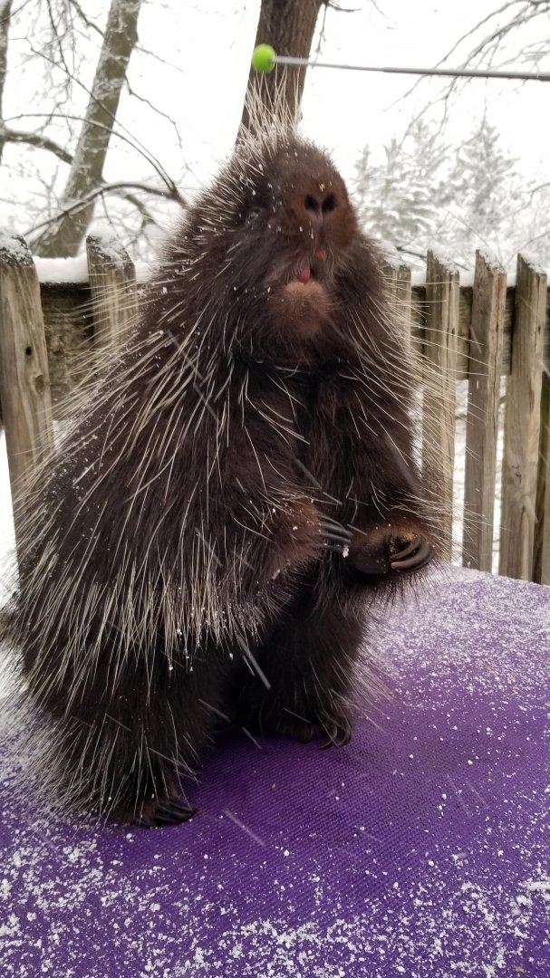 ZooAmerica - Porcupine training