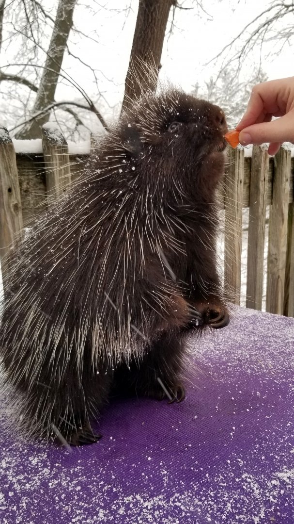 ZooAmerica - Porcupine treat