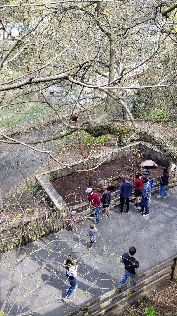 ZooAmerica - Porcupine up high
