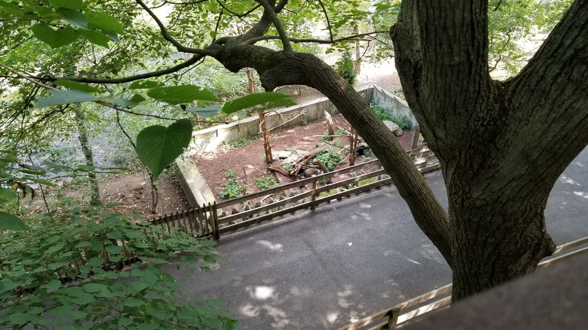 ZooAmerica - porcupine waddling about