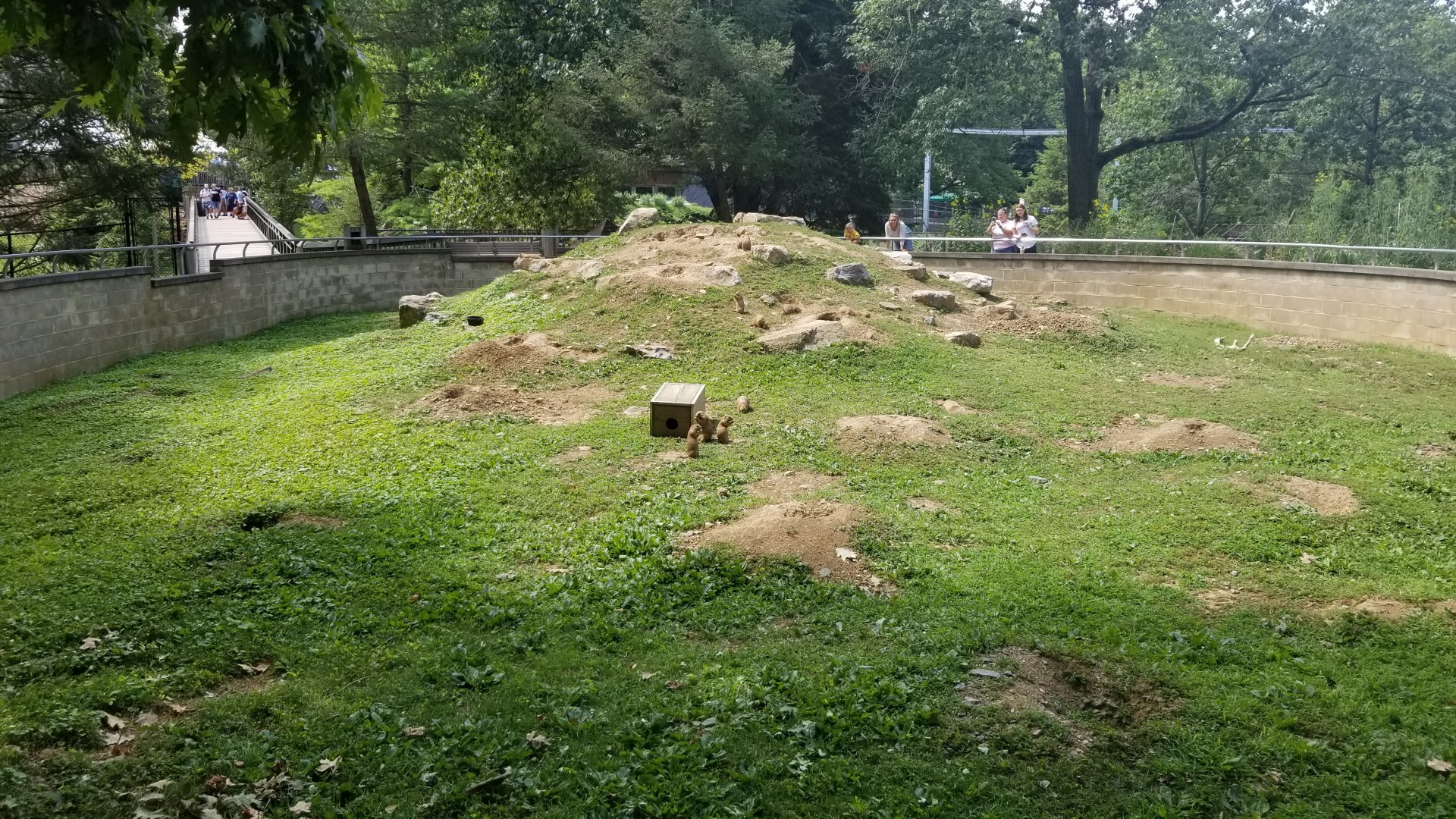 ZooAmerica - Prairie dogs