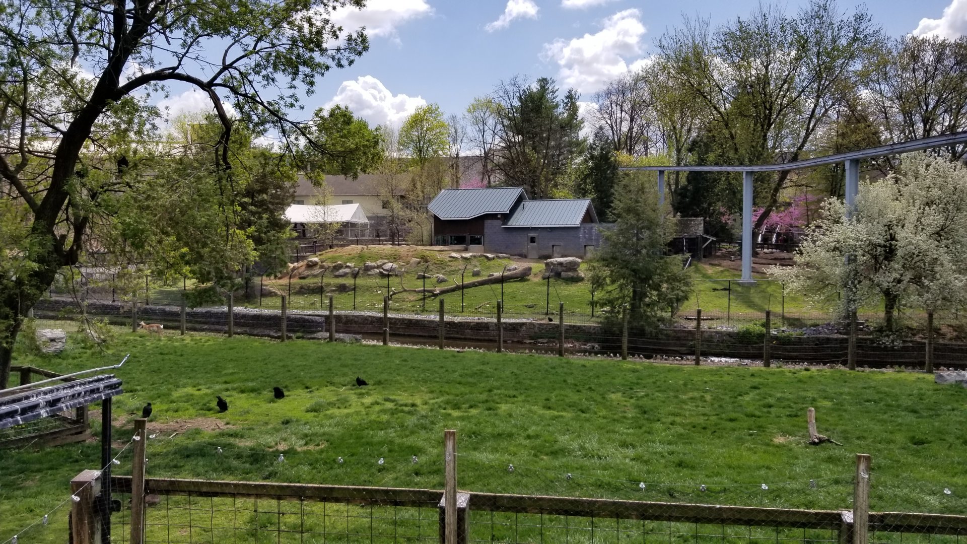 ZooAmerica - Pronghorn, full view of black bear exhibit above