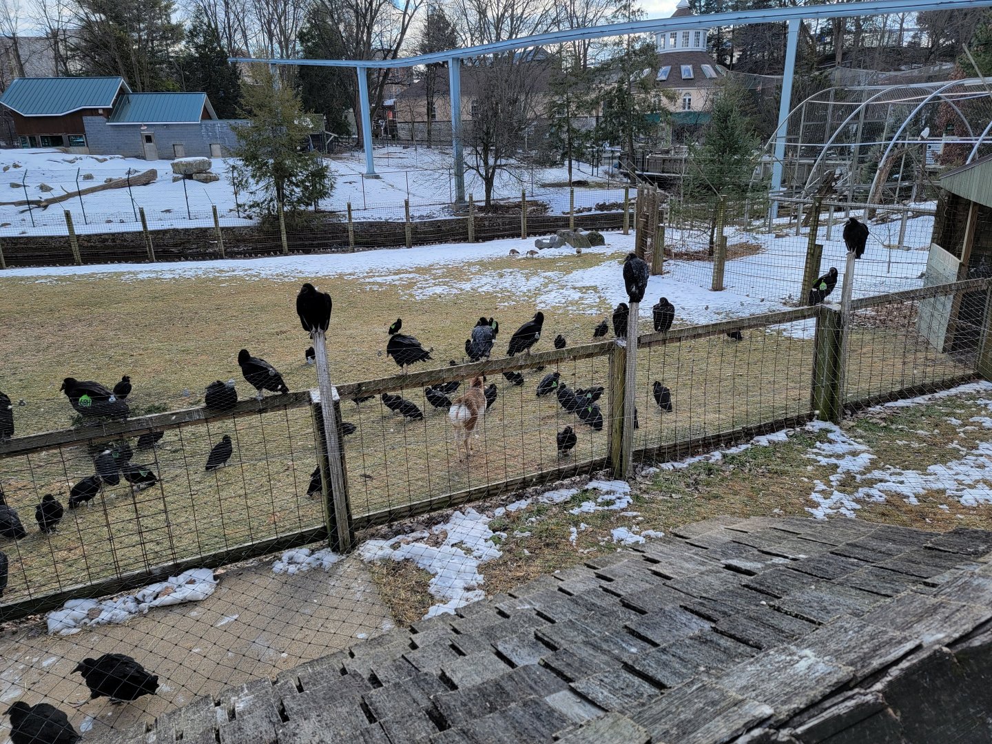 ZooAmerica - Pronghorn, tagged black vultures