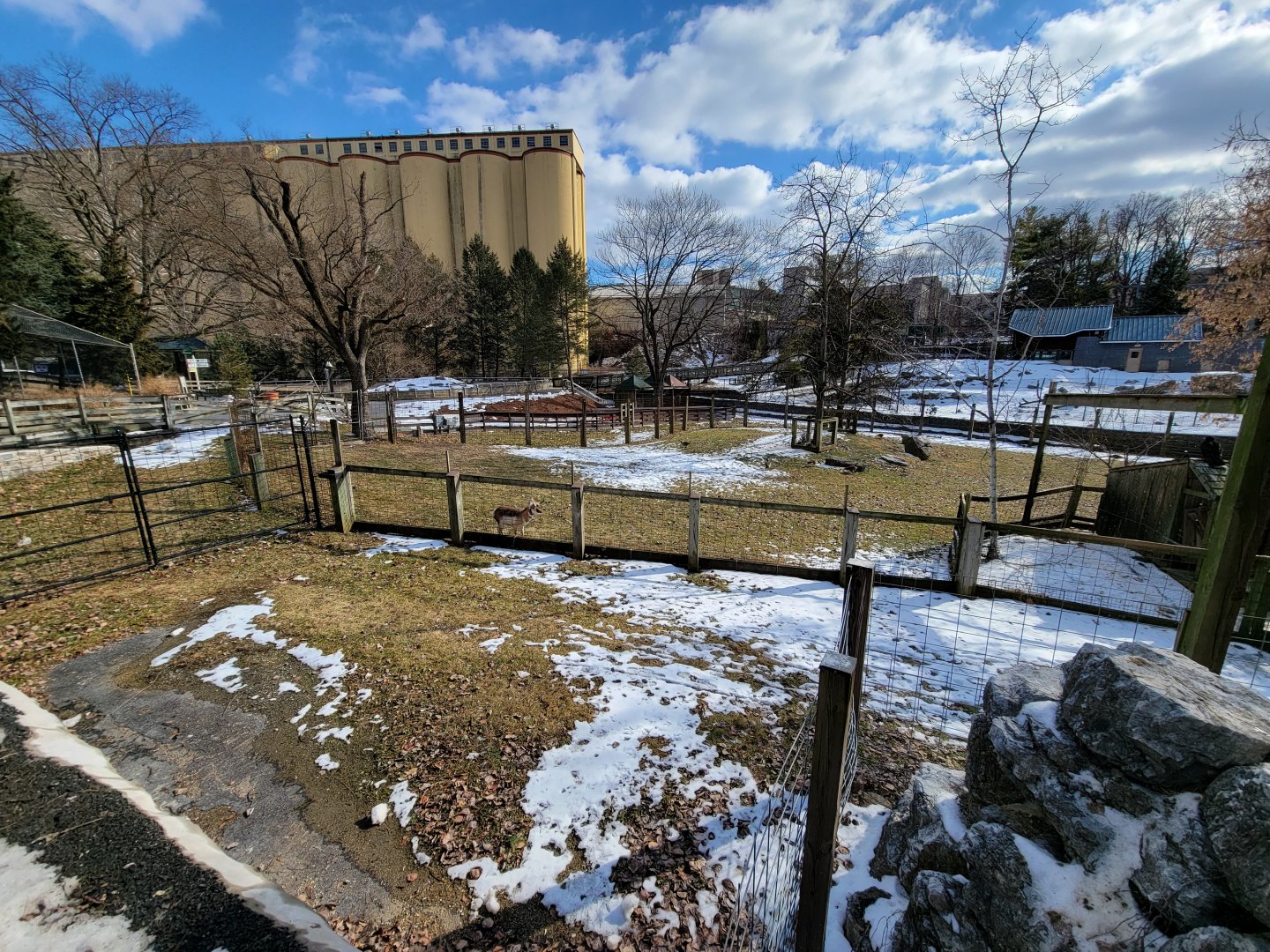 ZooAmerica - Pronghorn with views of prairie dogs, black bears