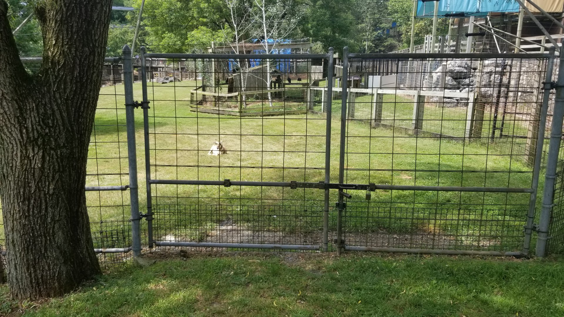 ZooAmerica - Pronghorn yard