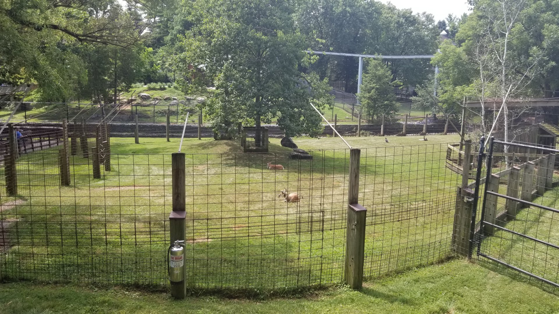 ZooAmerica - Pronghorn yard