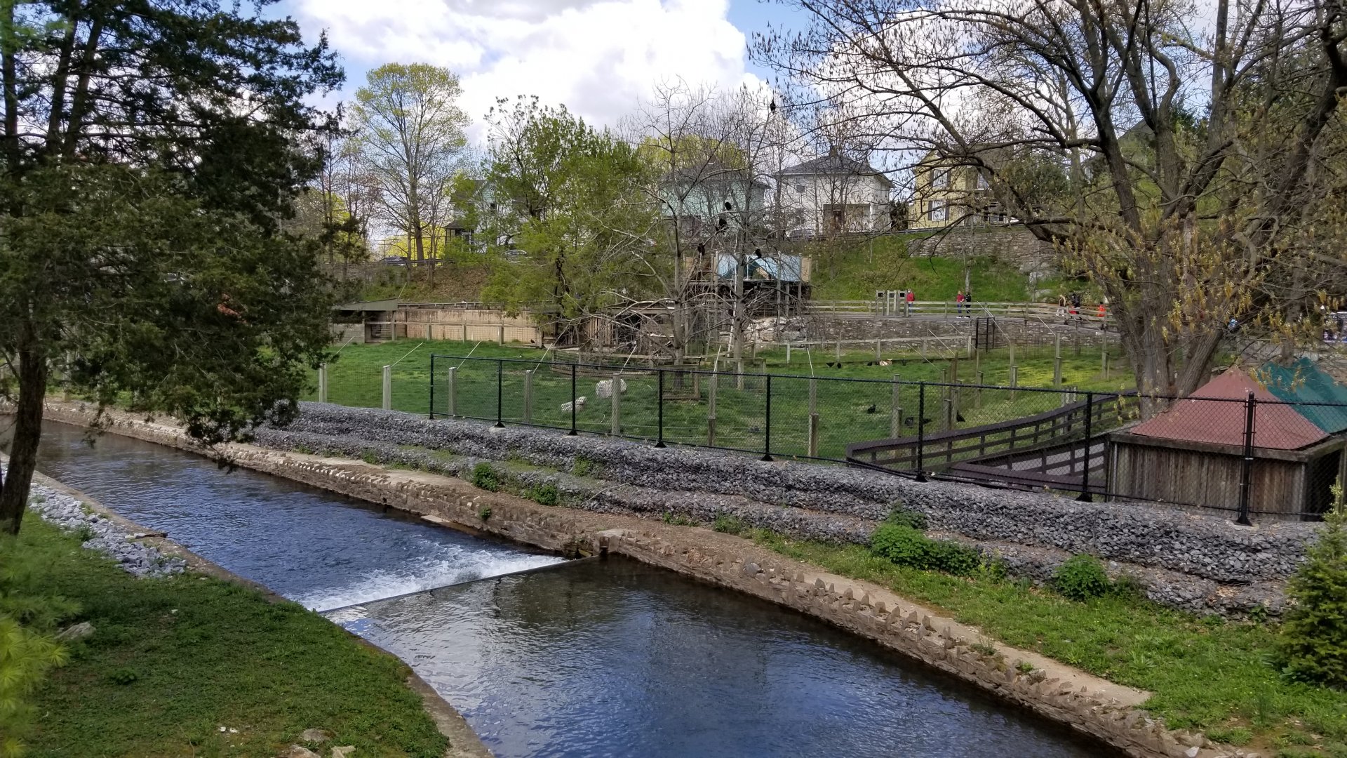 ZooAmerica - Pronghorn