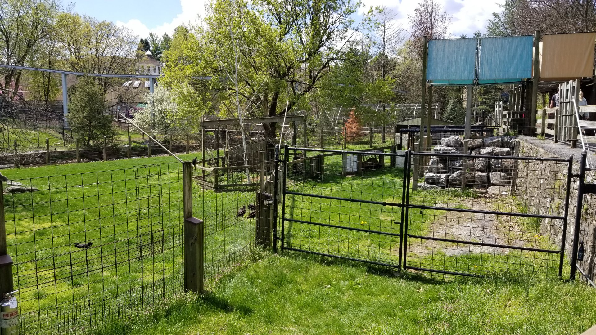 ZooAmerica - Pronghorn