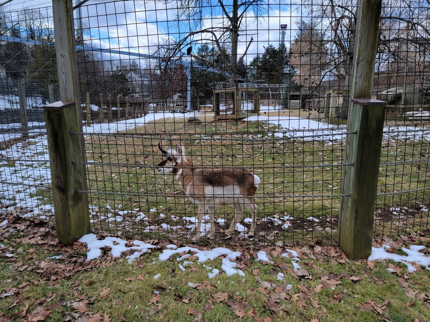 ZooAmerica - Pronghorn
