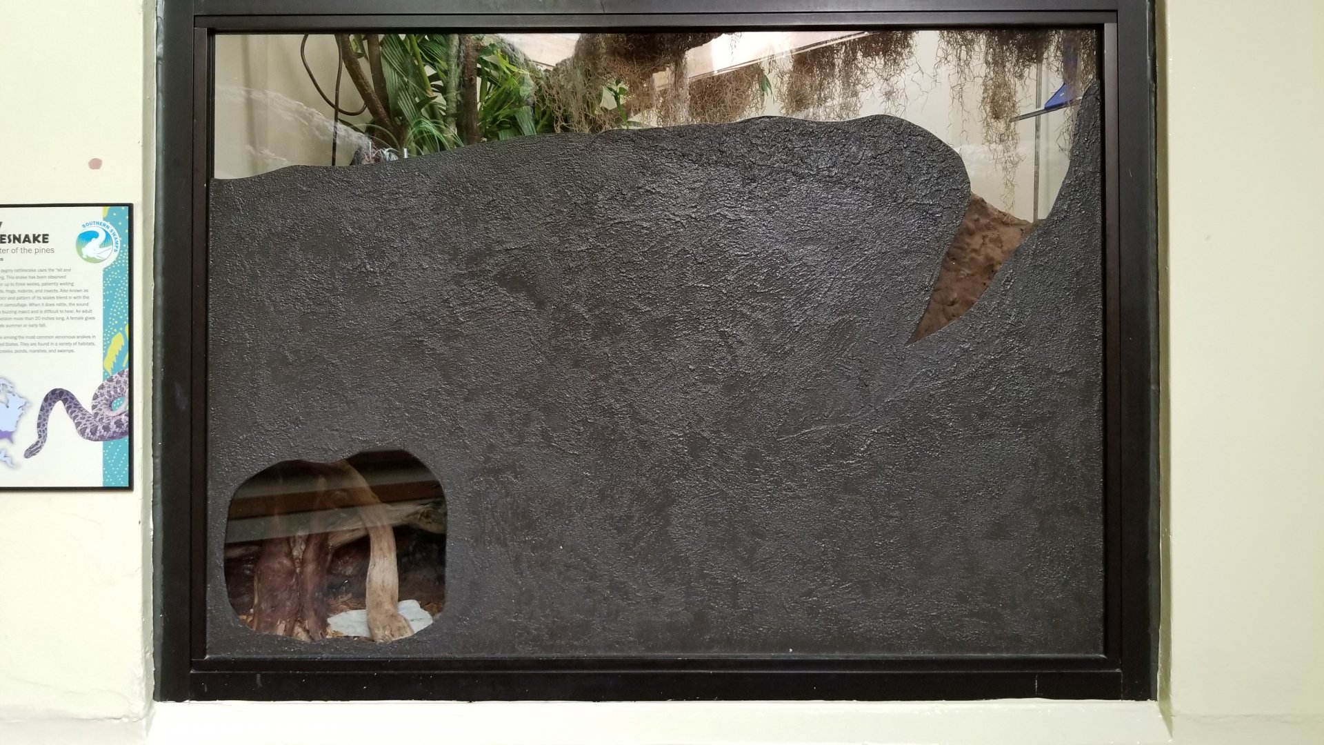 ZooAmerica - Pygmy rattlesnake exhibit