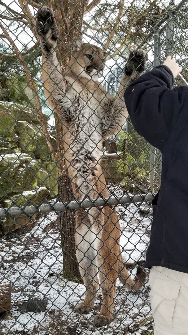 ZooAmerica - Rainier the mountain lion showing off