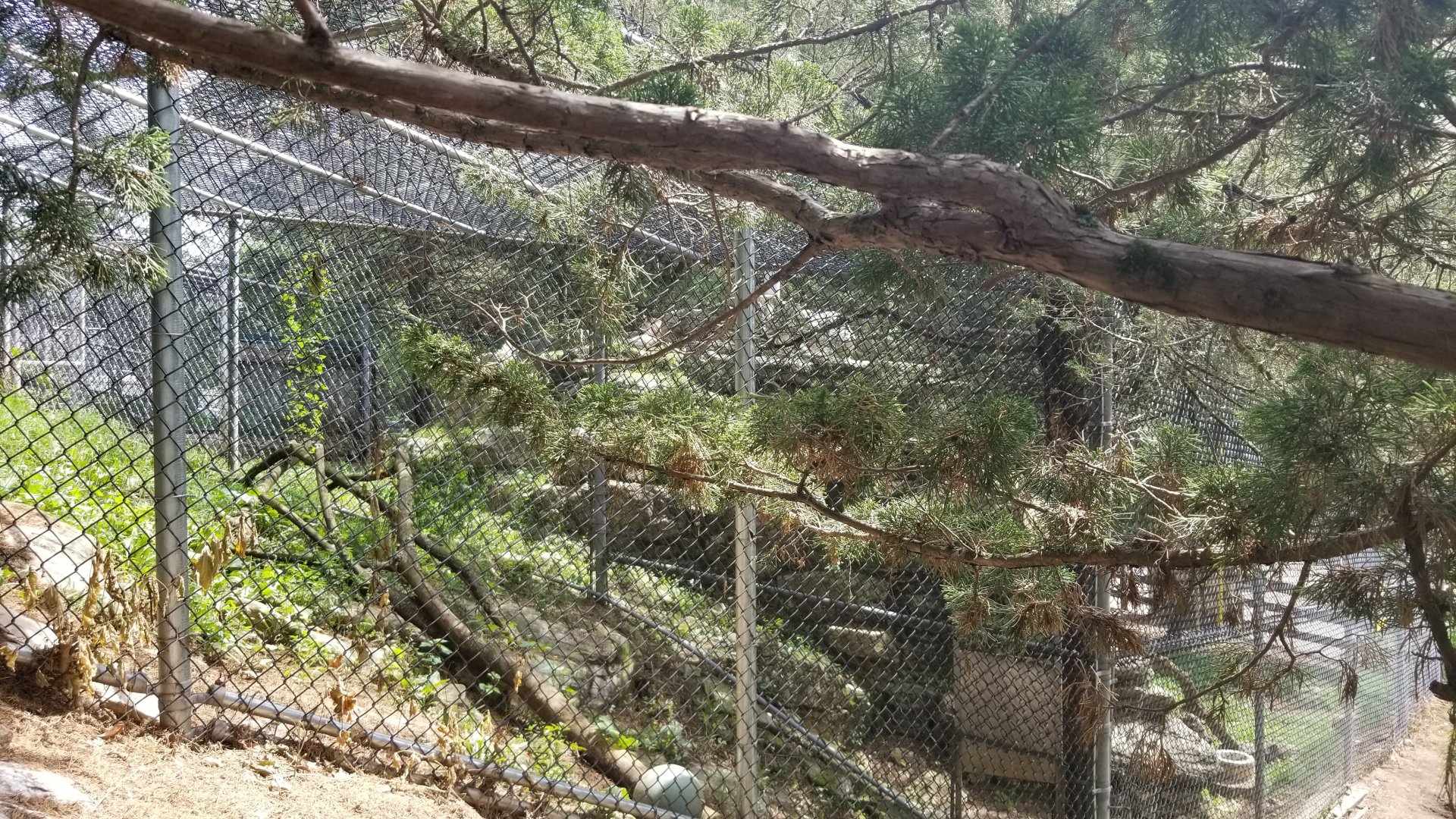 ZooAmerica - Rear view of cougar exhibit