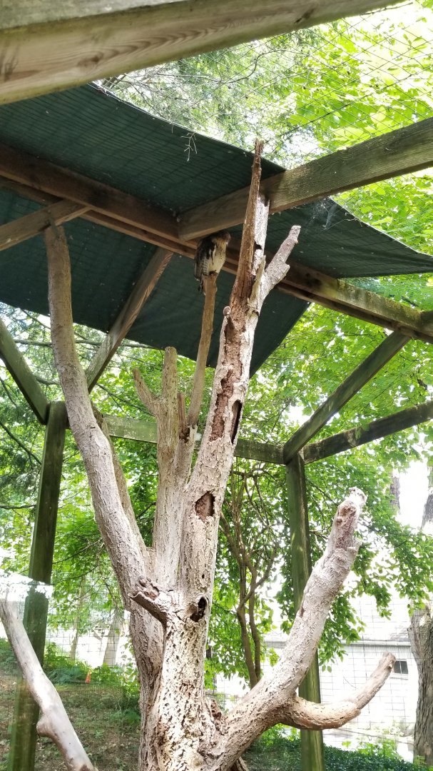 ZooAmerica - Red-tailed Hawk