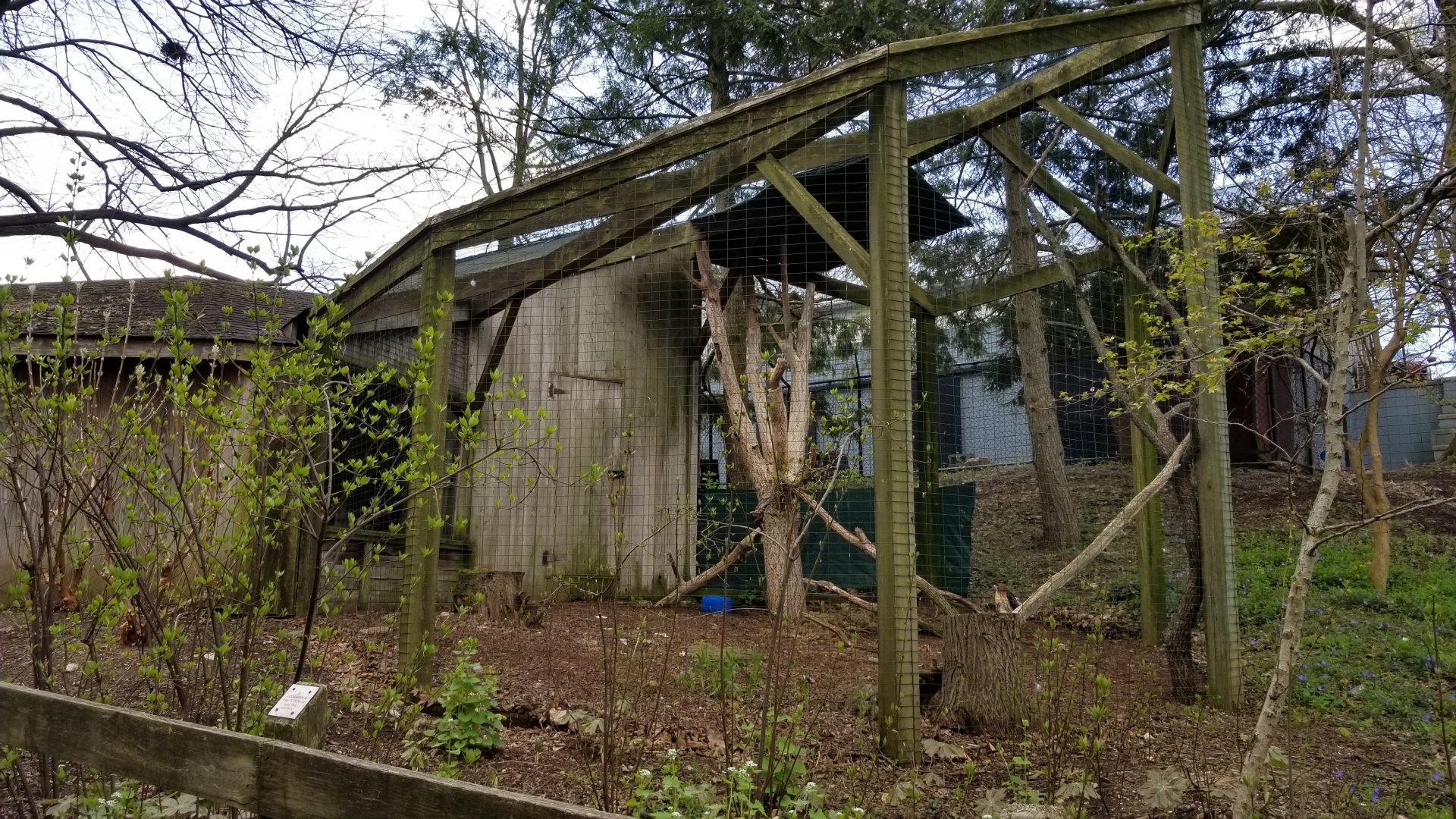 ZooAmerica - Red-tailed Hawk
