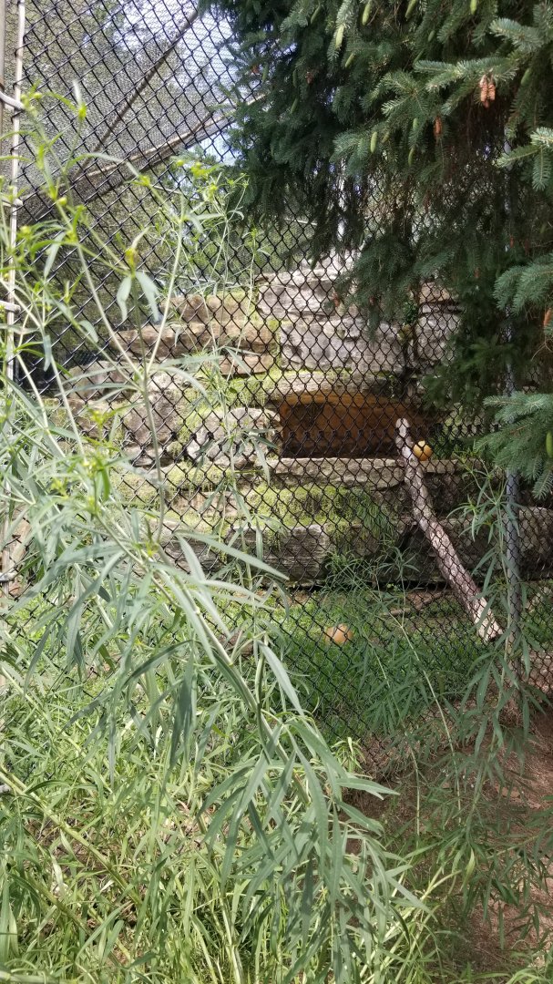 ZooAmerica - Right view of cougar exhibit