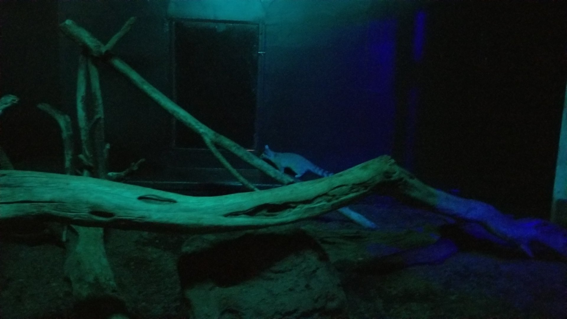 ZooAmerica - Ringtail