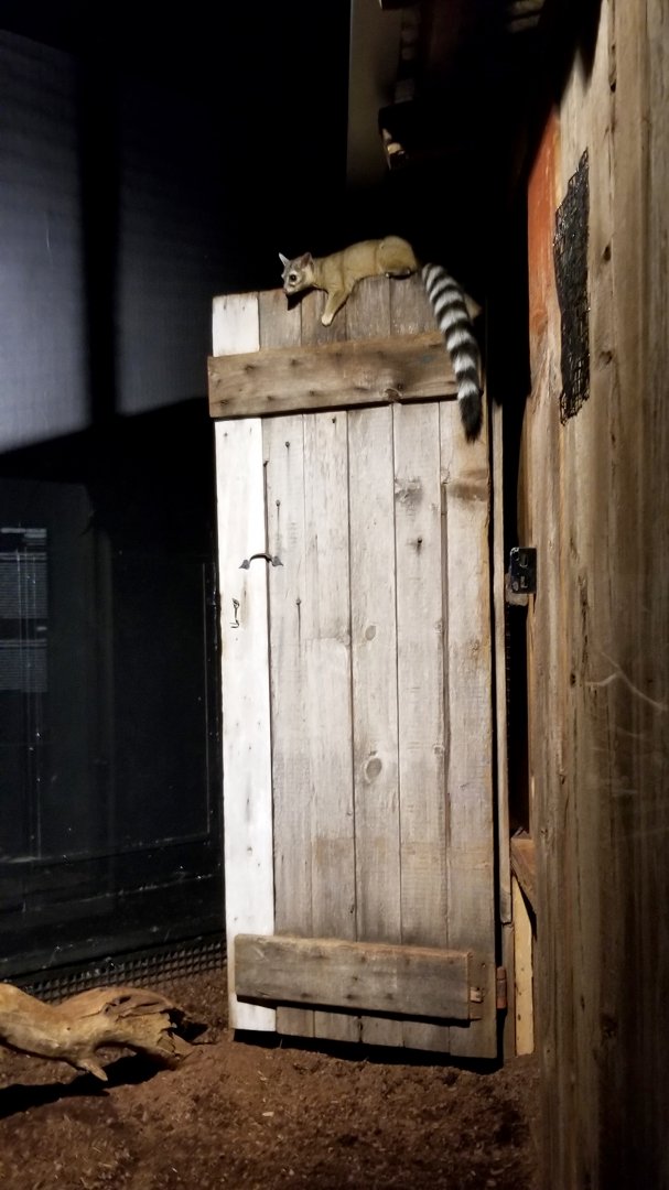 ZooAmerica - Ringtail