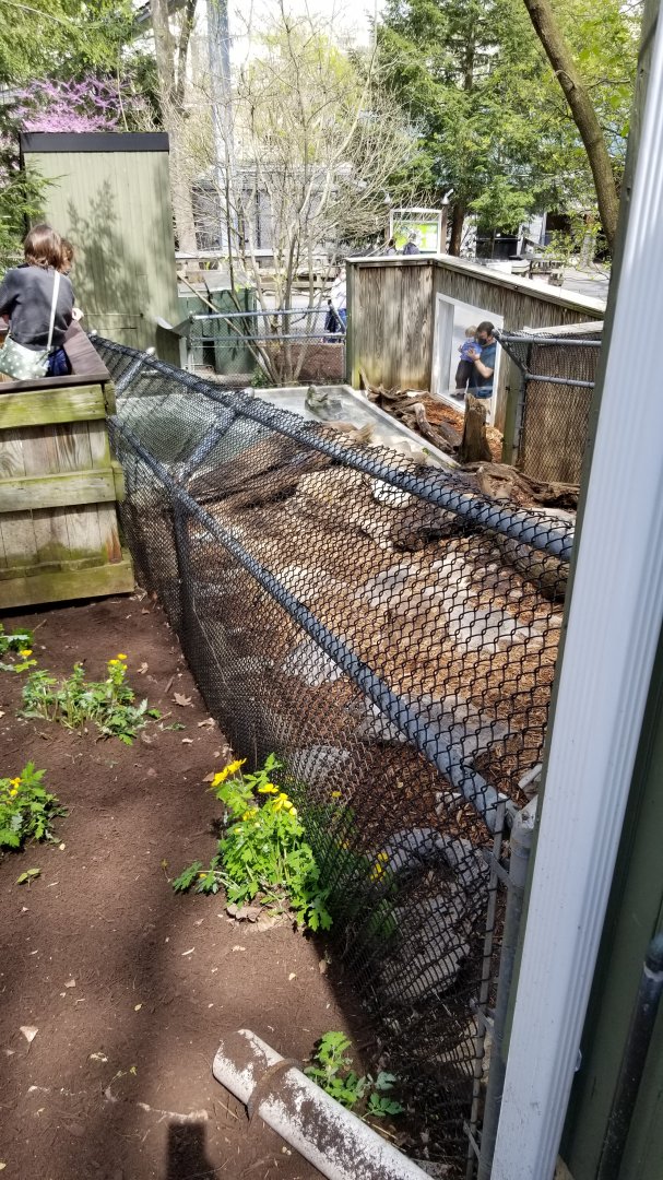 ZooAmerica - River otter from above