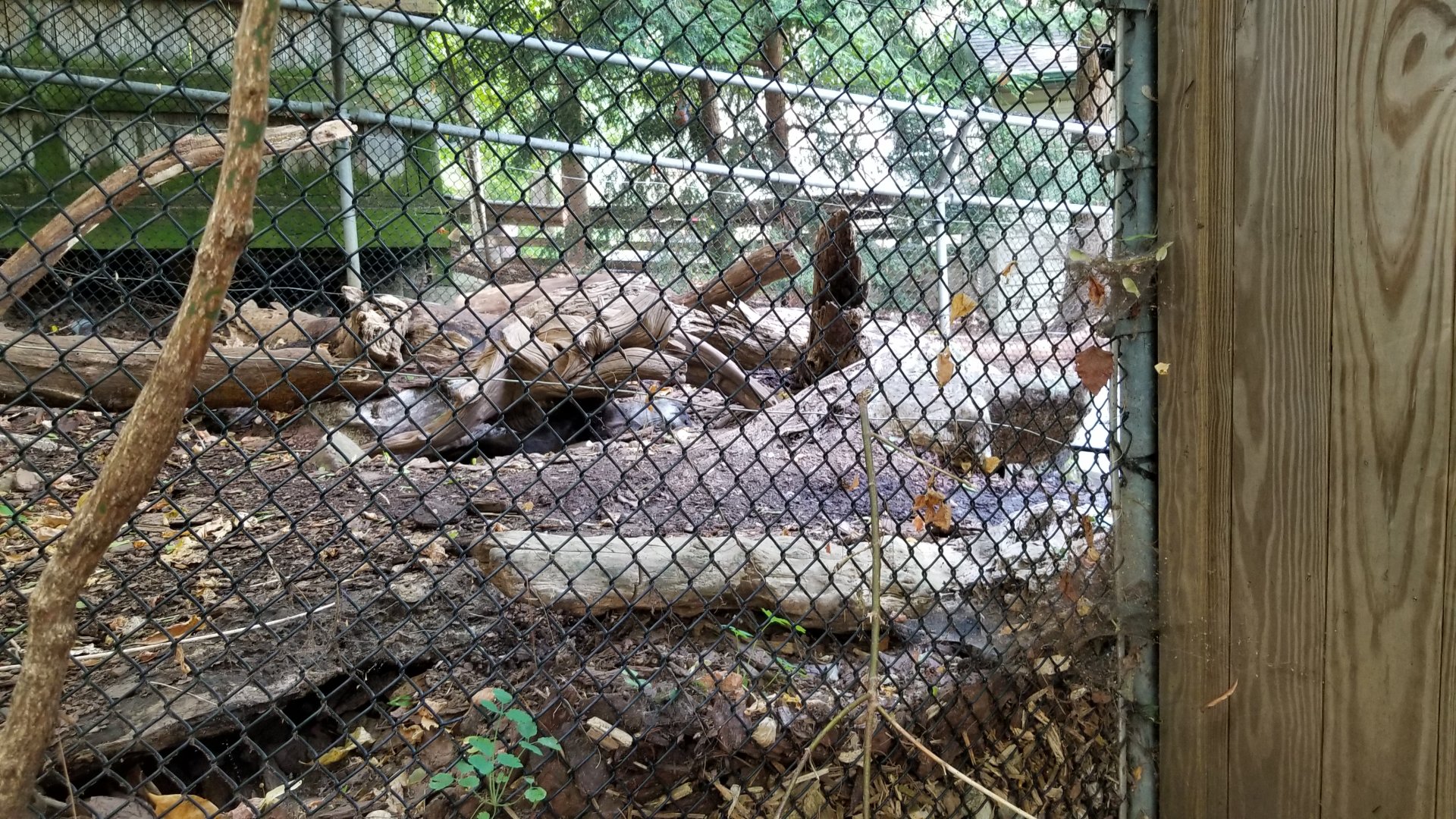 ZooAmerica - River Otter sleeping