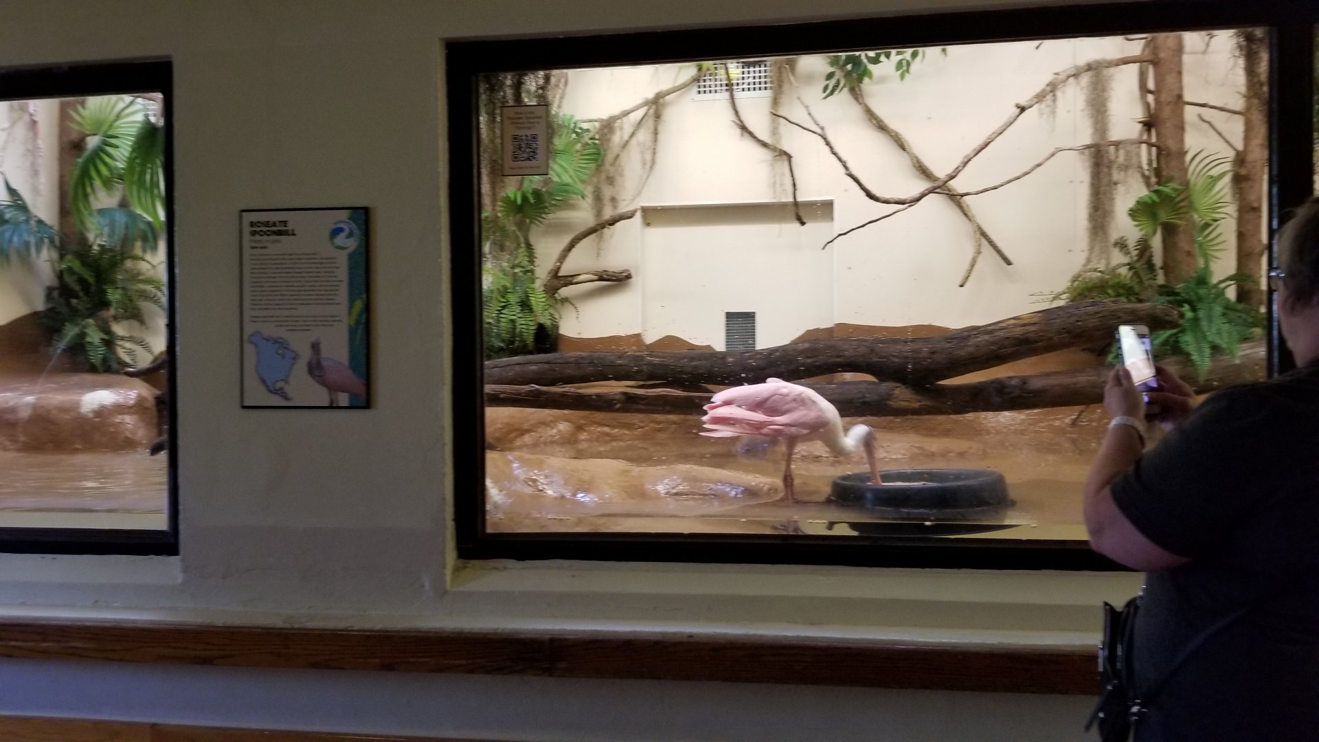 ZooAmerica - Roseate Spoonbill