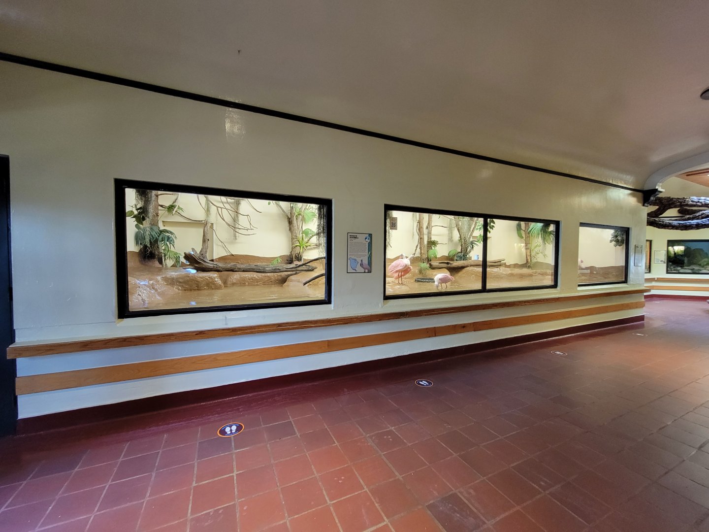 ZooAmerica - Roseate Spoonbills