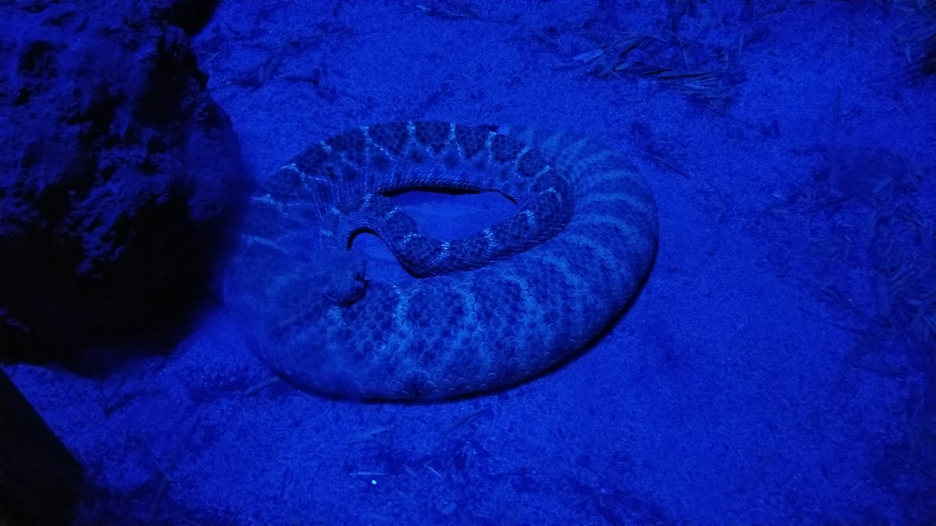 ZooAmerica - Rosy Boa